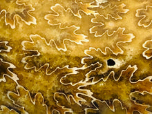 Whole Ammonite Fossil - 150 grams