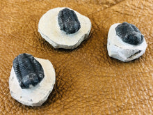 Small Trilobite Fossil