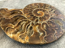 Sliced Ammonite Fossil - 240 grams