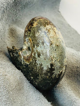 Whole Ammonite Fossil - 160 grams