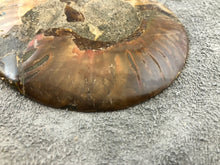 Sliced Ammonite Fossil - 270 grams