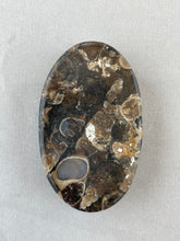Turritella Agate  - Oval Cabochon