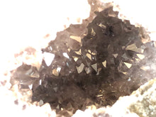 Las Choyas Coconut Geode Half