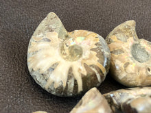 Small Ammonite Fossil - 8.8 grams