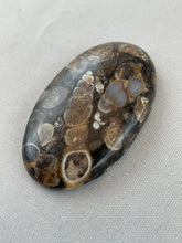Turritella Agate  - Oval Cabochon