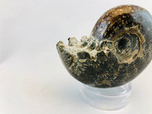 Whole Ammonite Fossil - 200 grams