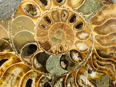 Sliced Ammonite Fossil - 295 grams