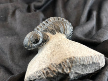 Large Trilobite Fossil