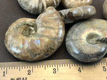 Small Ammonite Fossil - 8.8 grams