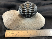 Large Trilobite Fossil