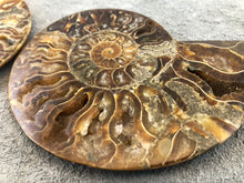 Sliced Ammonite Fossil - 270 grams