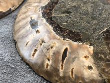 Sliced Ammonite Fossil - 240 grams