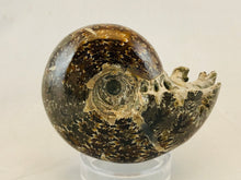 Whole Ammonite Fossil - 200 grams