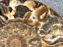 Sliced Ammonite Fossil - 270 grams