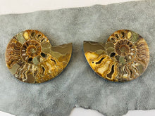 Sliced Ammonite Fossil - 295 grams