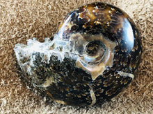 Whole Ammonite Fossil - 105 grams