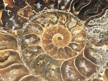 Sliced Ammonite Fossil - 270 grams