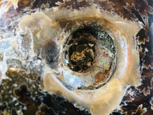 Whole Ammonite Fossil - 105 grams