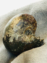 Whole Ammonite Fossil - 160 grams