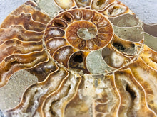 Sliced Ammonite Fossil - 295 grams