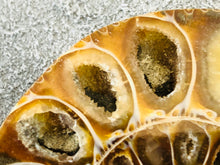 Sliced Ammonite Fossil - 295 grams