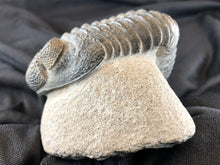 Large Trilobite Fossil