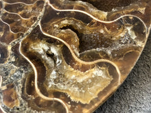 Sliced Ammonite Fossil - 240 grams