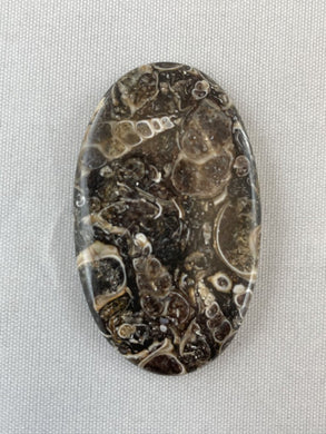 Turritella Agate - Oval Cabochon