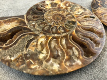 Sliced Ammonite Fossil - 270 grams
