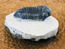 Small Trilobite Fossil