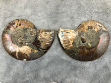 Sliced Ammonite Fossil - 270 grams