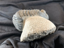 Large Trilobite Fossil