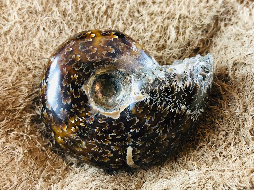 Whole Ammonite Fossil - 105 grams