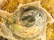 Whole Ammonite Fossil - 150 grams