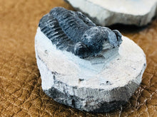 Small Trilobite Fossil