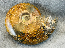 Whole Ammonite Fossil - 150 grams