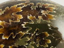 Whole Ammonite Fossil - 200 grams