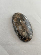 Turritella Agate  - Oval Cabochon