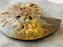 Sliced Ammonite Fossil - 295 grams