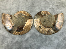 Sliced Ammonite Fossil - 240 grams