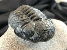 Large Trilobite Fossil
