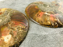 Sliced Ammonite Fossil - 295 grams