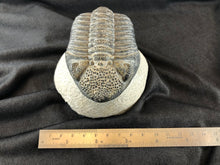 Large Trilobite Fossil