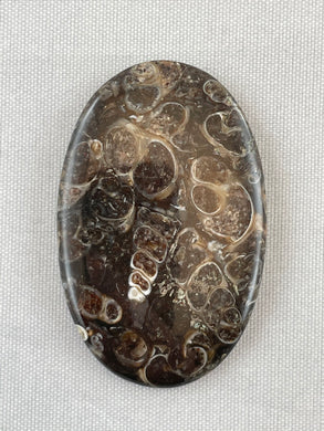Turritella Agate - Oval Cabochon