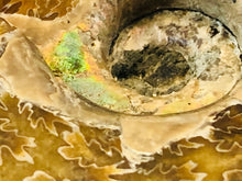 Whole Ammonite Fossil - 150 grams