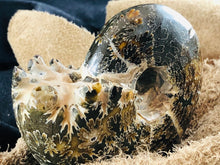 Whole Ammonite Fossil - 330 grams