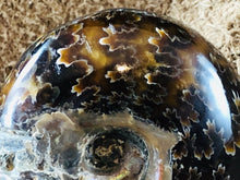 Whole Ammonite Fossil - 105 grams