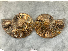 Sliced Ammonite Fossil - 270 grams