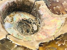 Whole Ammonite Fossil - 150 grams