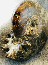 Whole Ammonite Fossil - 160 grams